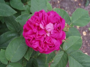 ROSE DE RESCHT (Portland)